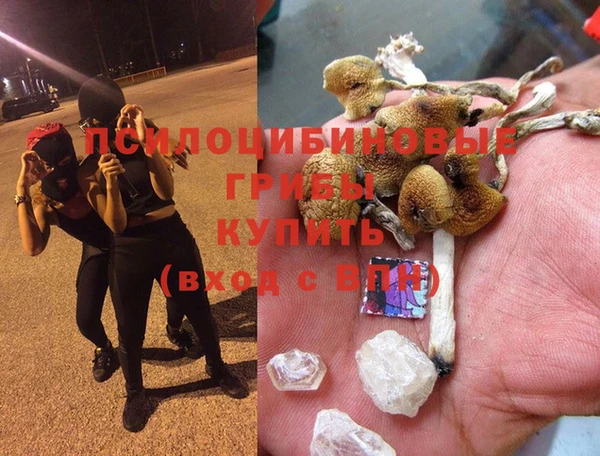 прущие грибы Покровск