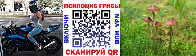 Галлюциногенные грибы мицелий  kraken как зайти  Самара 